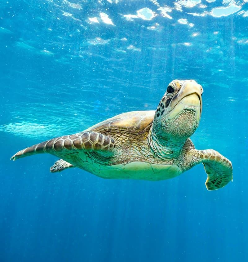 A sea turtle swimming over the reef